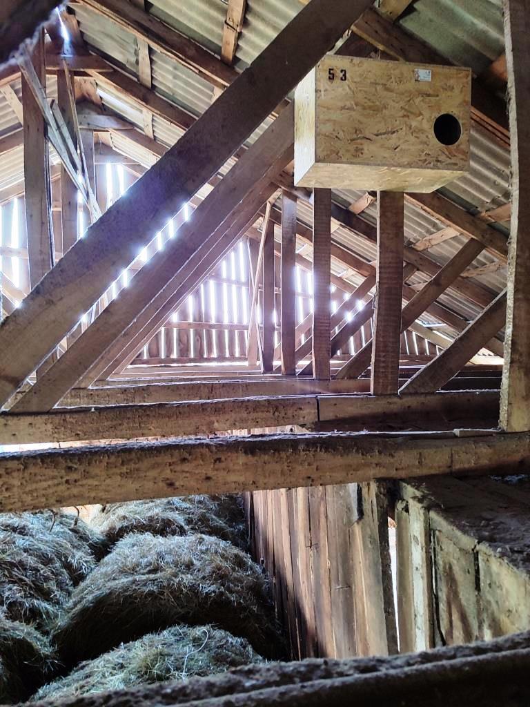 Волинь приєдналася до ініціативи з відновлення гніздового ареалу сипухи