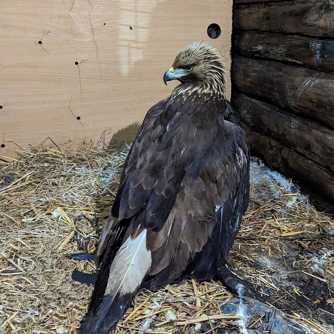 Новий невтішний випадок зустрічі беркута з передавачем в Україні