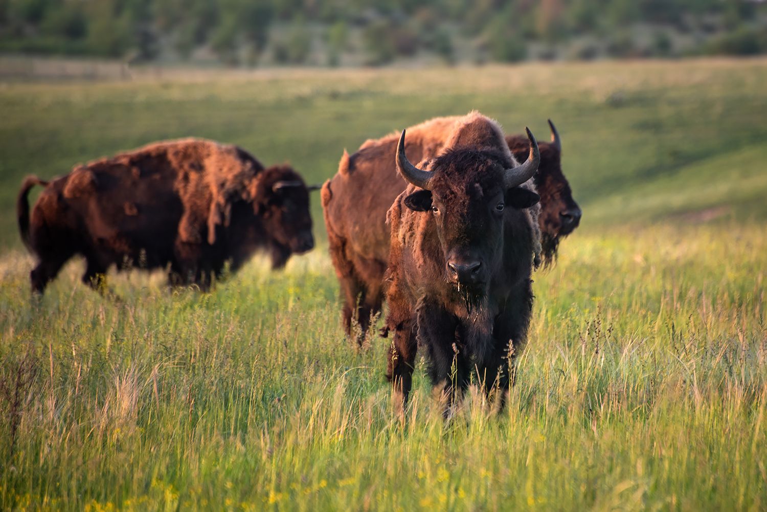 Новий етап проєкту в природному заповіднику «Єланецький степ» 