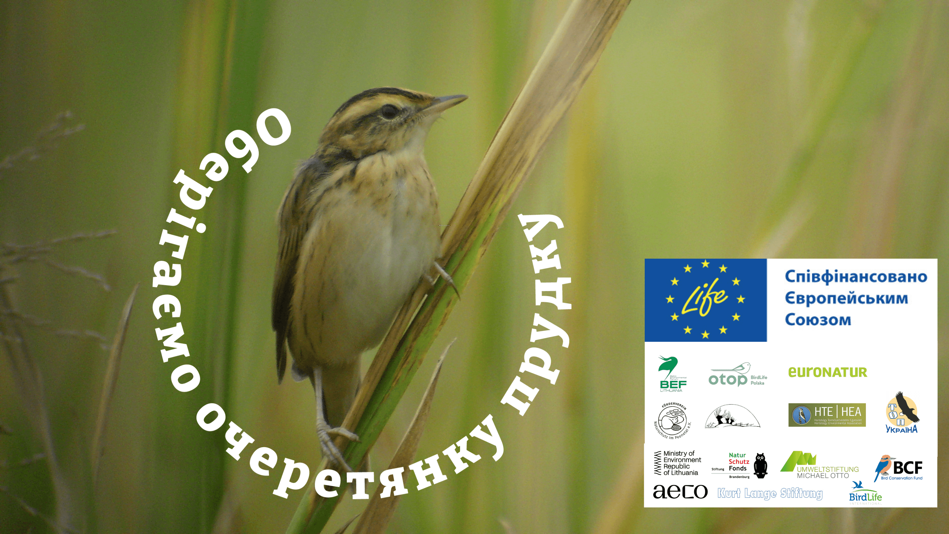 Як розпочався другий рік проєкту зі збереження очеретянки прудкої