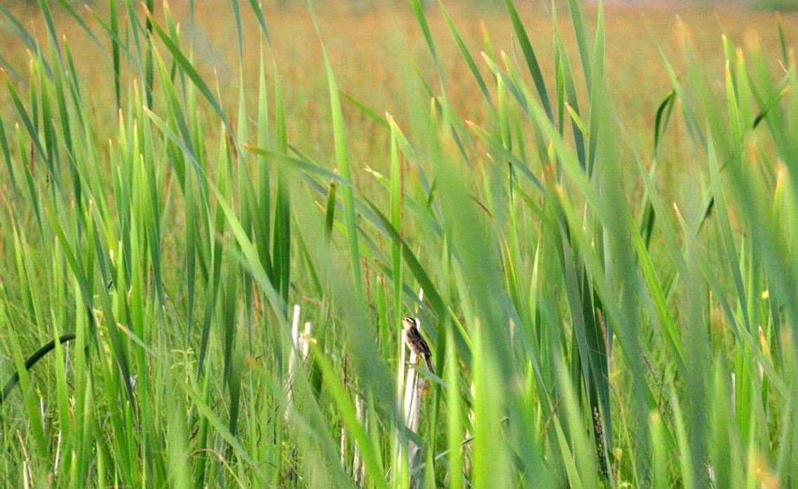 В Україні розпочався міжнародний природоохоронний проєкт зі збереження очеретянки прудкої та відновлення територій існування цього рідкісного виду 