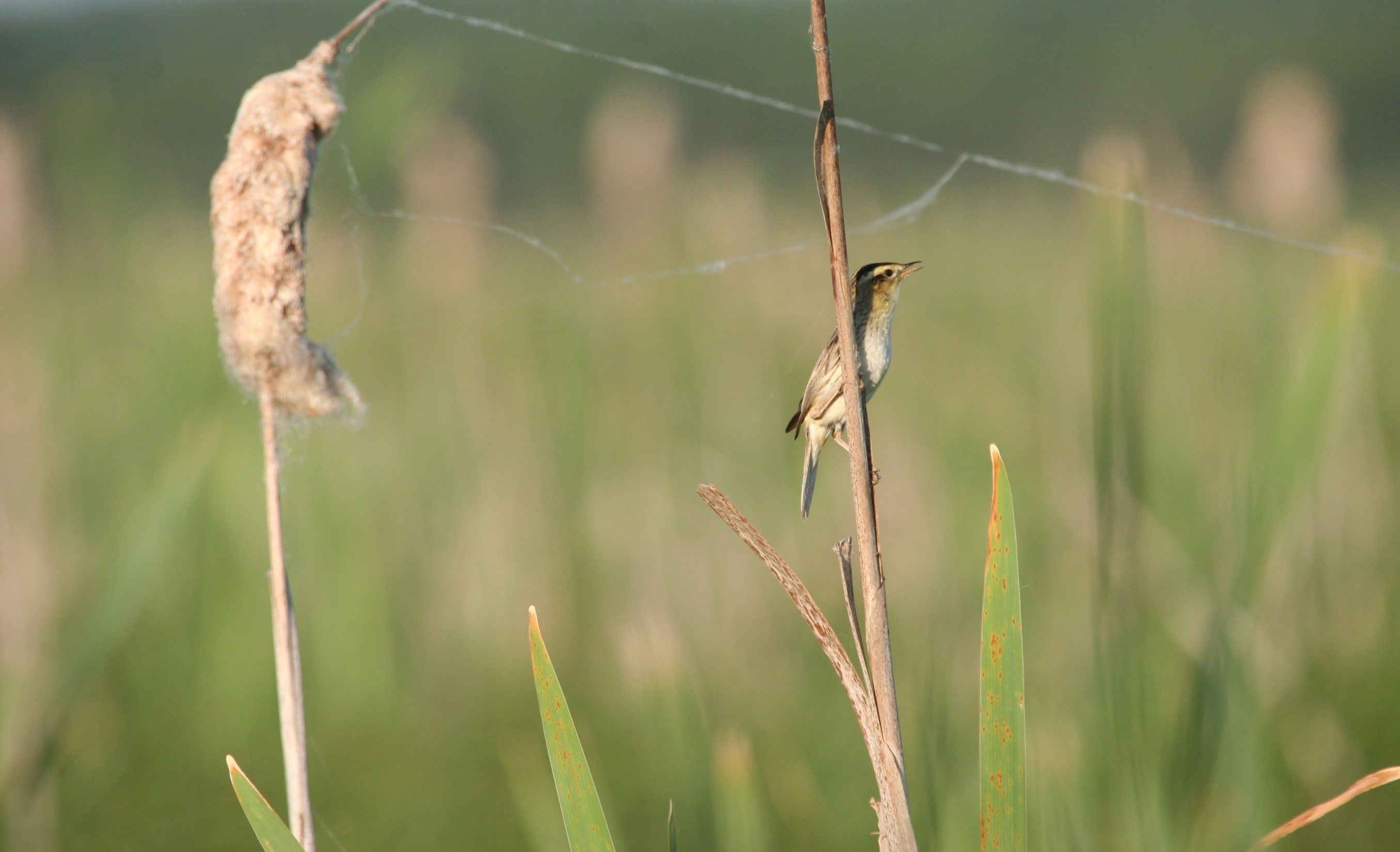 Ми оберігаємо очеретянку прудку 