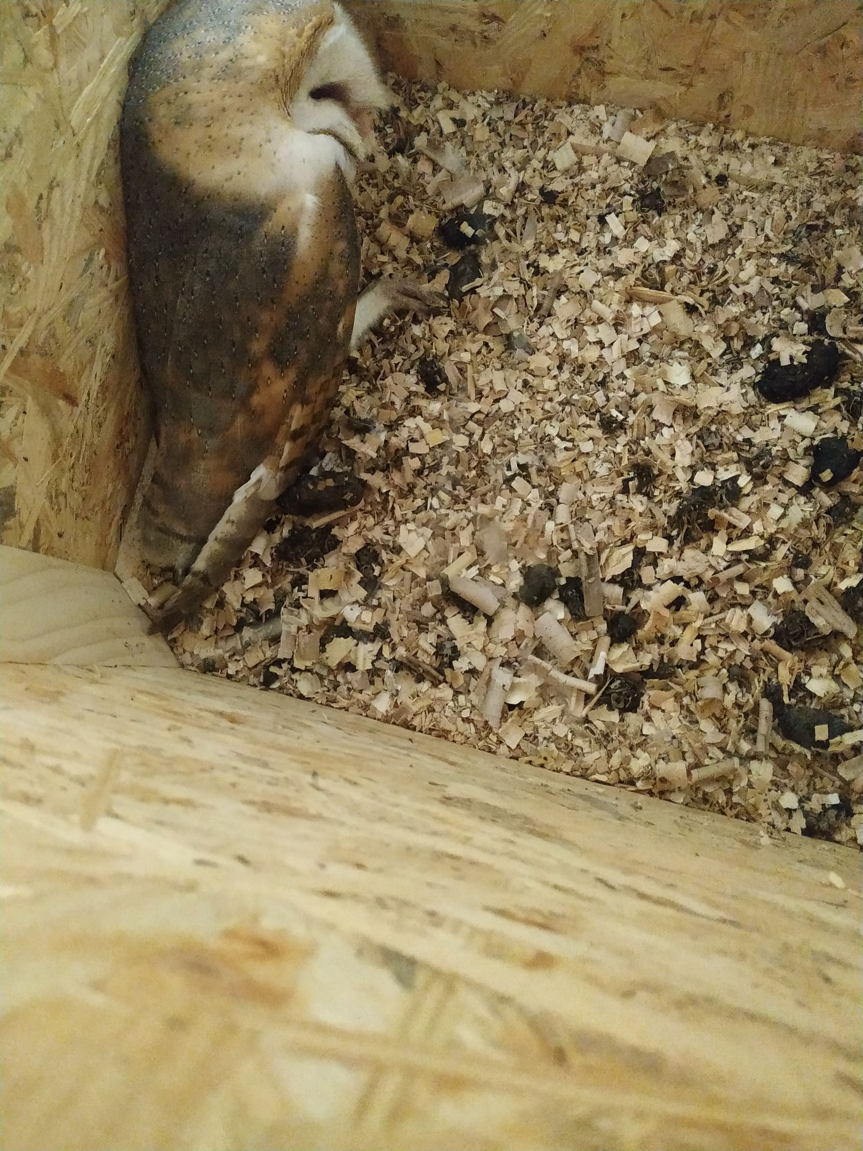 Біла сипуха відпочиває у гніздовій скриньці.jpg