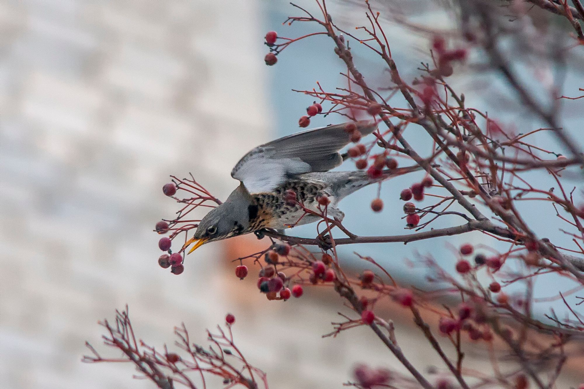 Чикотень - автор Станіслав Мартінсон.jpg