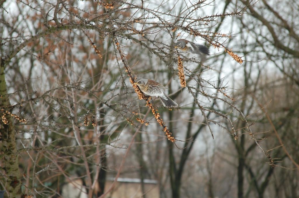 Чикотні - автор Ігор Розкладай.jpg