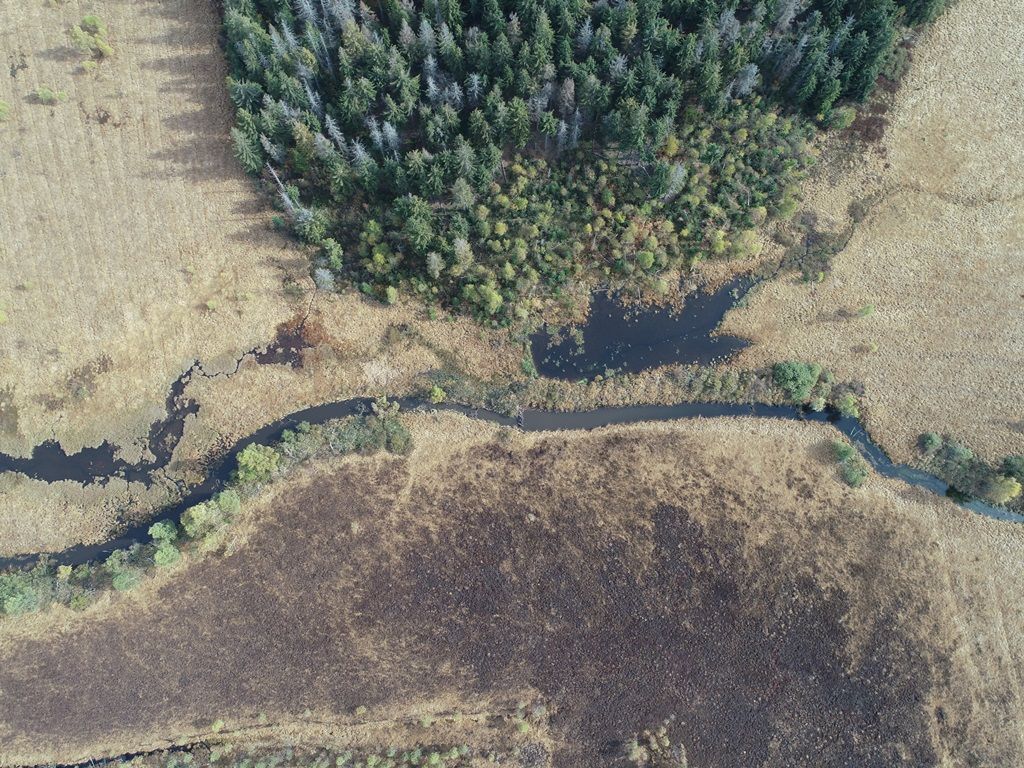 Міжнародний природоохоронний проєкт «Відновлення закарпатських торфовищ: Чорне багно»