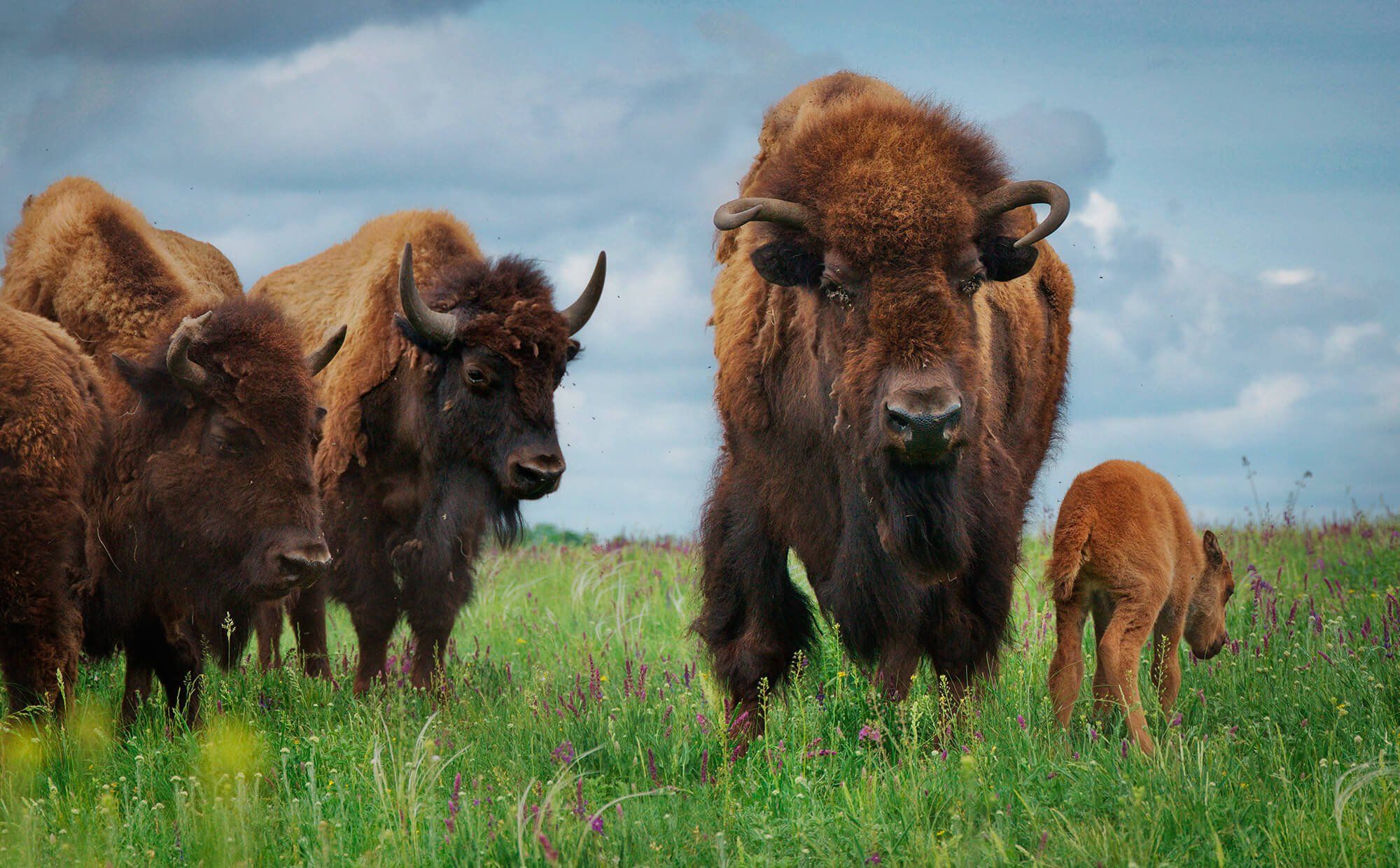Відновлення стада бізонів у природному заповіднику «Єланецький степ»