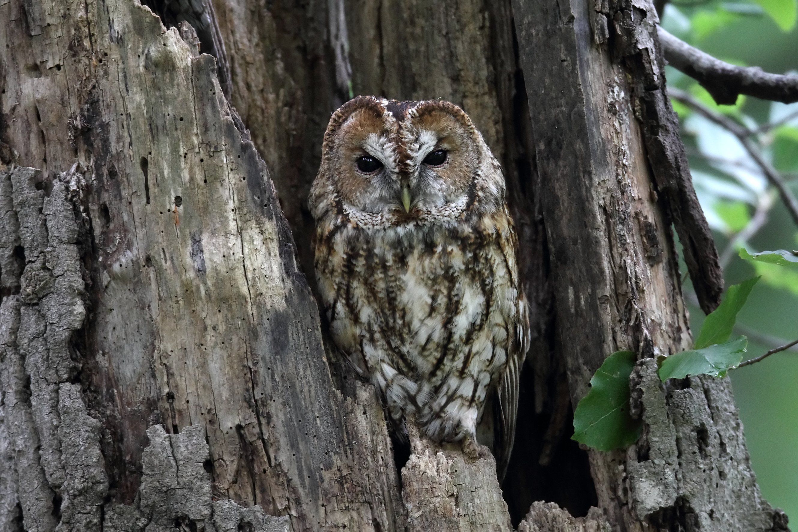 Планові обрізки зелених насаджень, видалення аварійних дерев у місті та птахи в таких умовах