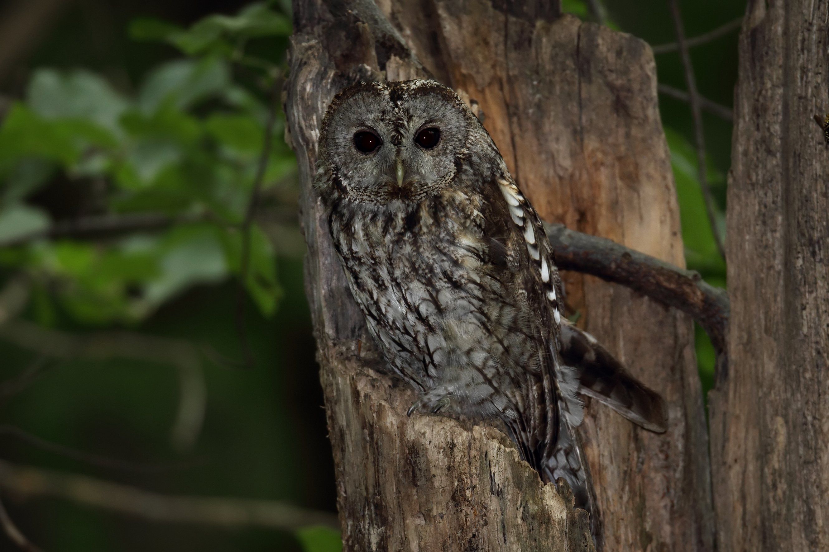 F373IB TAWNY OWL_1.jpg