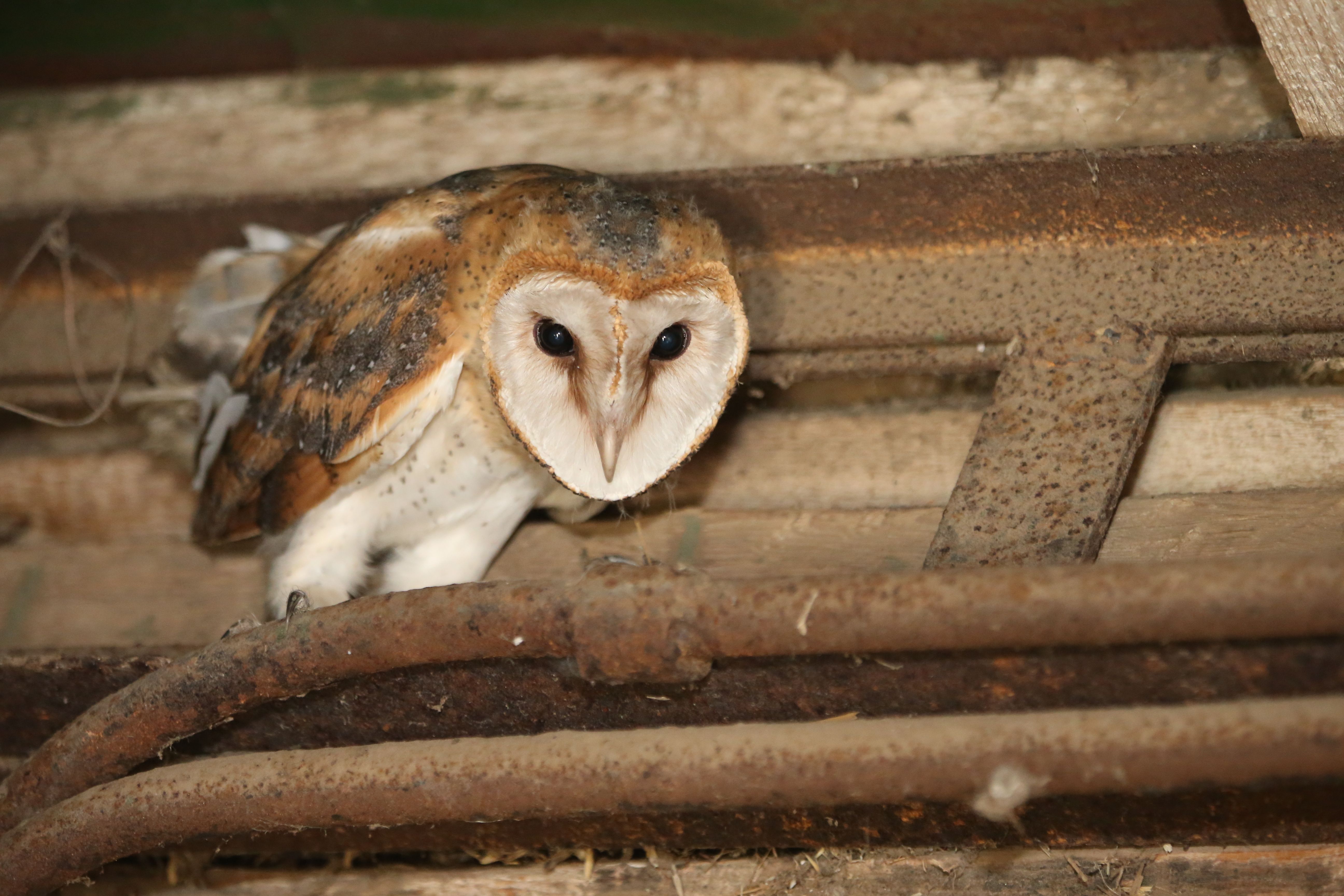 Нові житлові умови для сипух України 