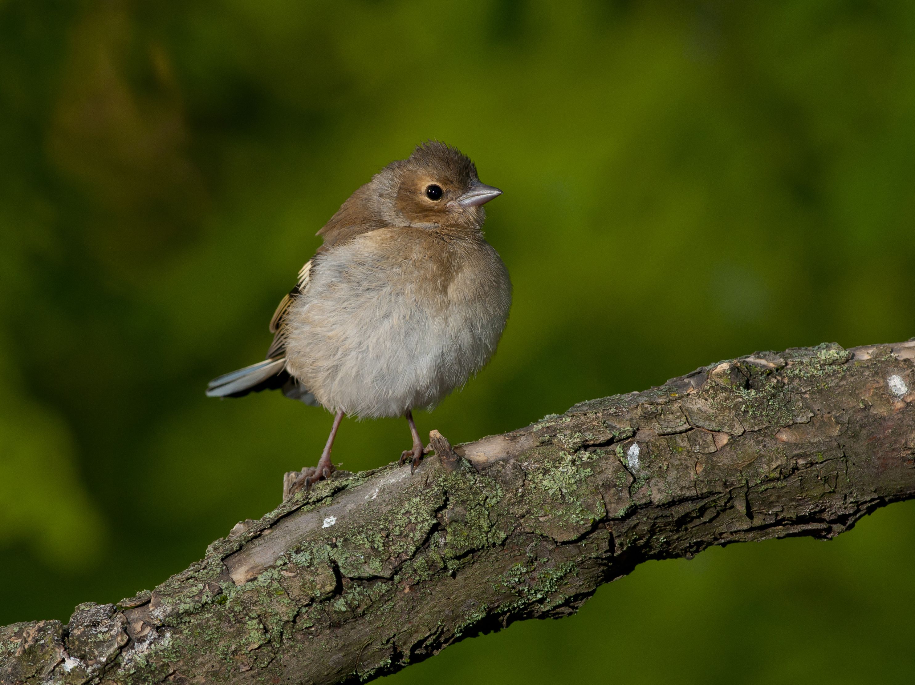 Як правильно поводитися з пташеням, що вже не в гнізді