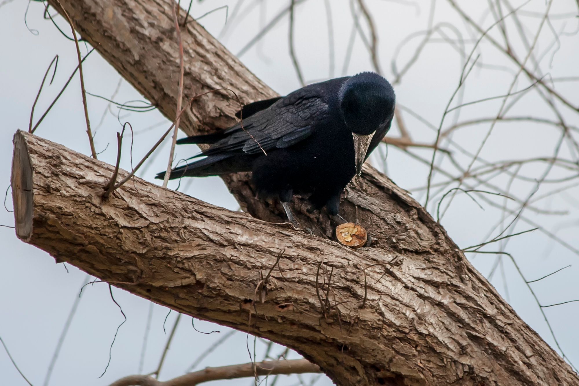 Грак - автор Станіслав Мартінсон.jpg