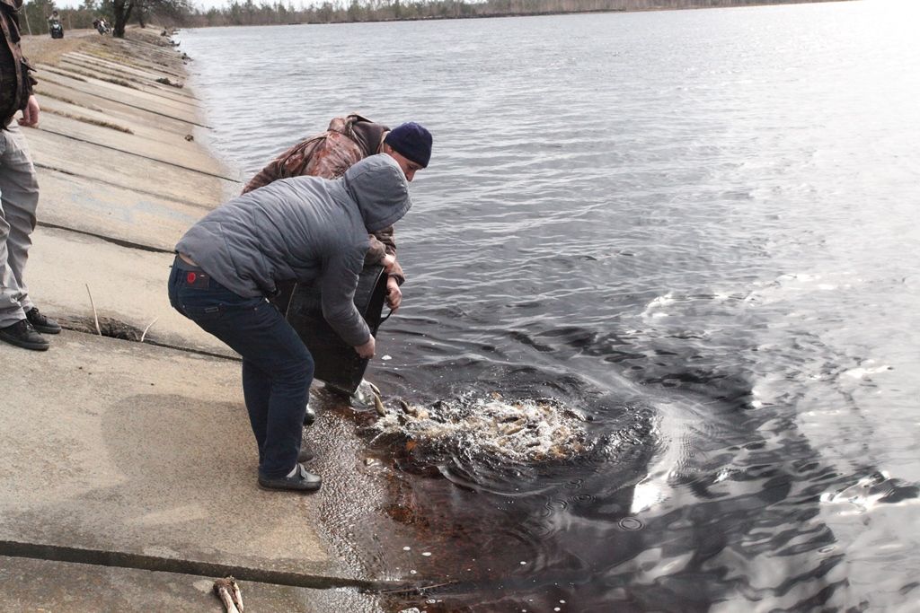 ЗАРИБЛЕННЯ  ВОДОСХОВИЩА – ВІДНОВЛЕННЯ ВОДНОГО БАЛАНСУ