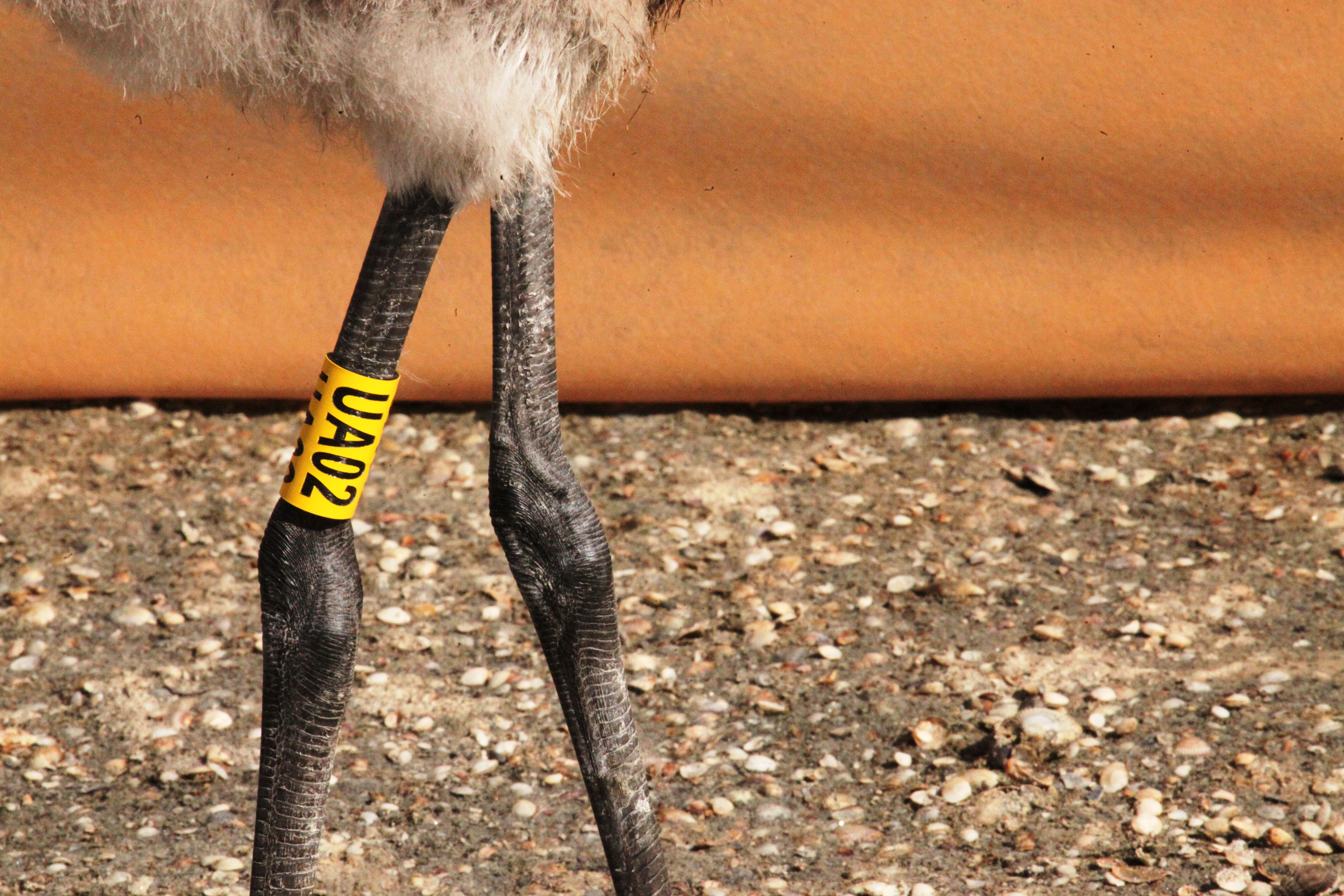 Допомога Товариства в організації першого в Україні кільцювання фламінго 