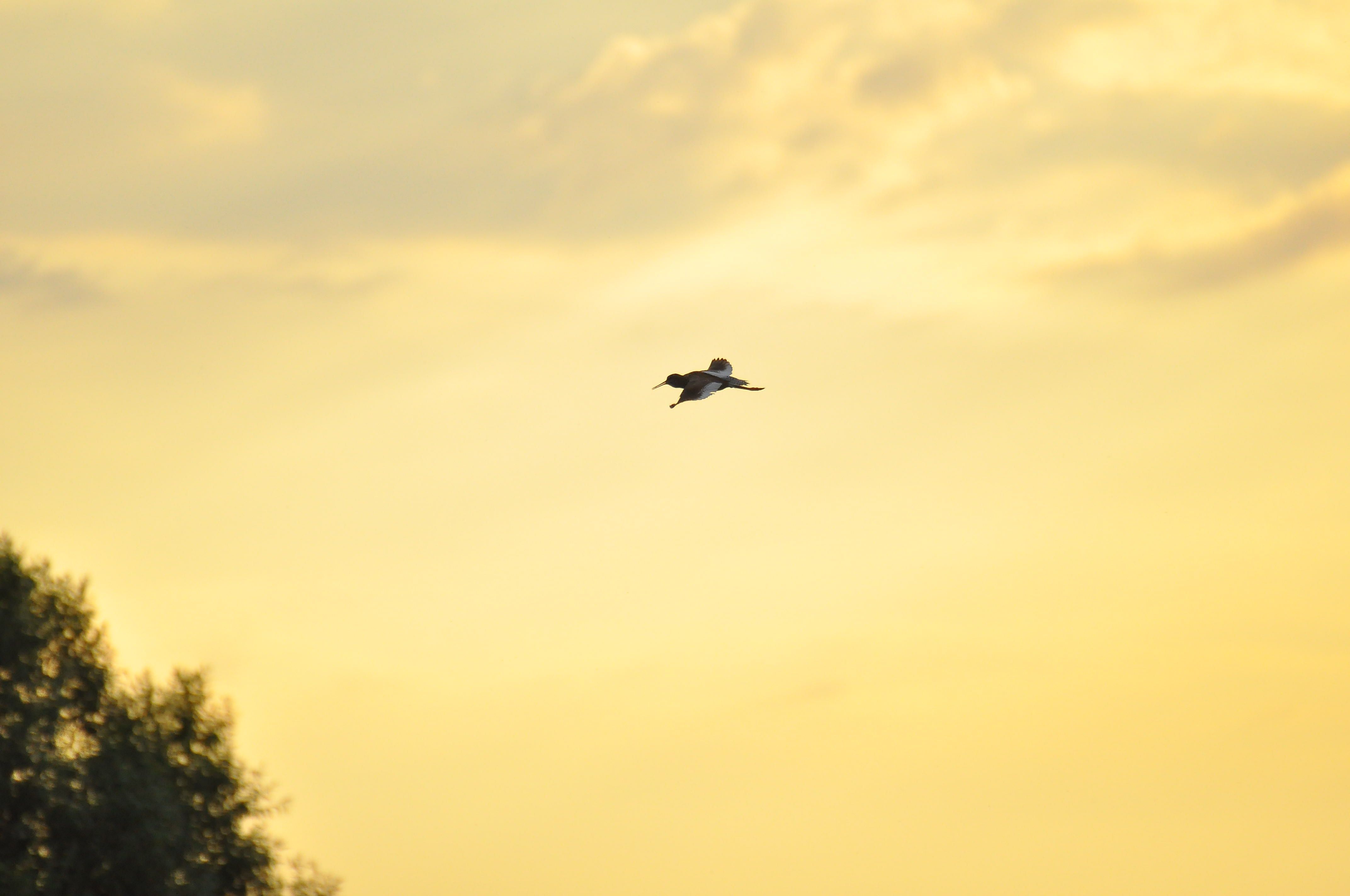 Коловодник звичайний.JPG