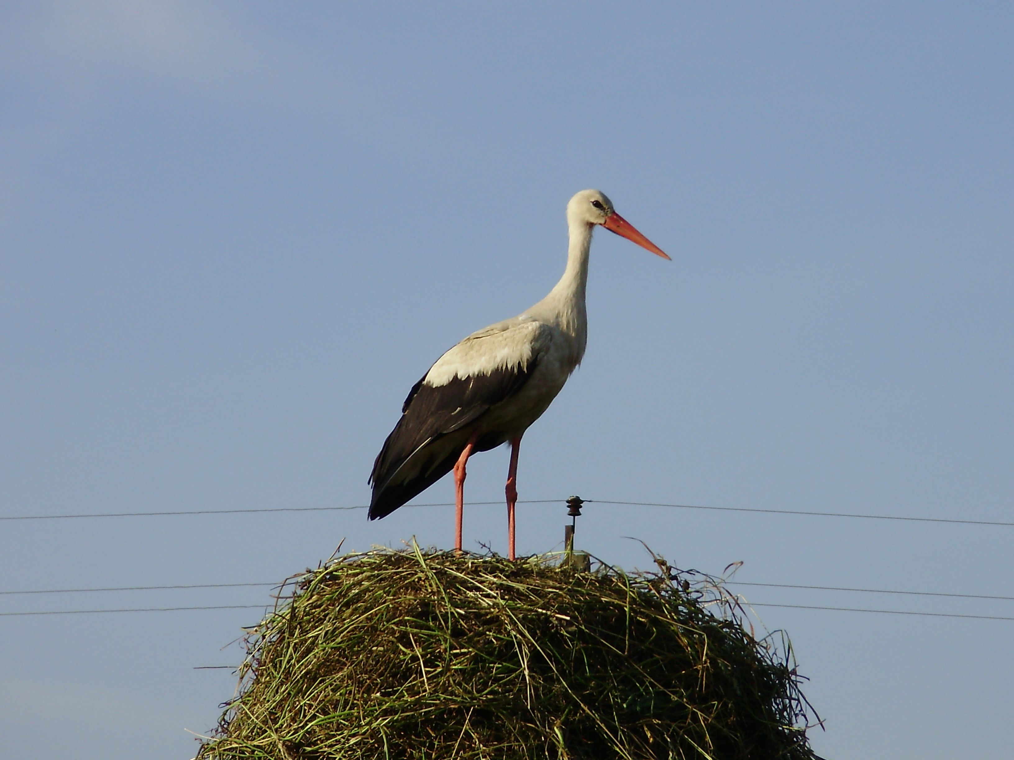 Leleka Khashchivsky Mykhailo 2.JPG
