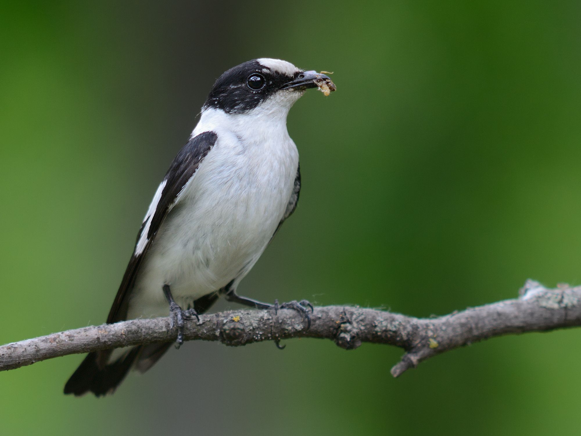 Мухоловка-белошейка-Сергій Рижков.jpg