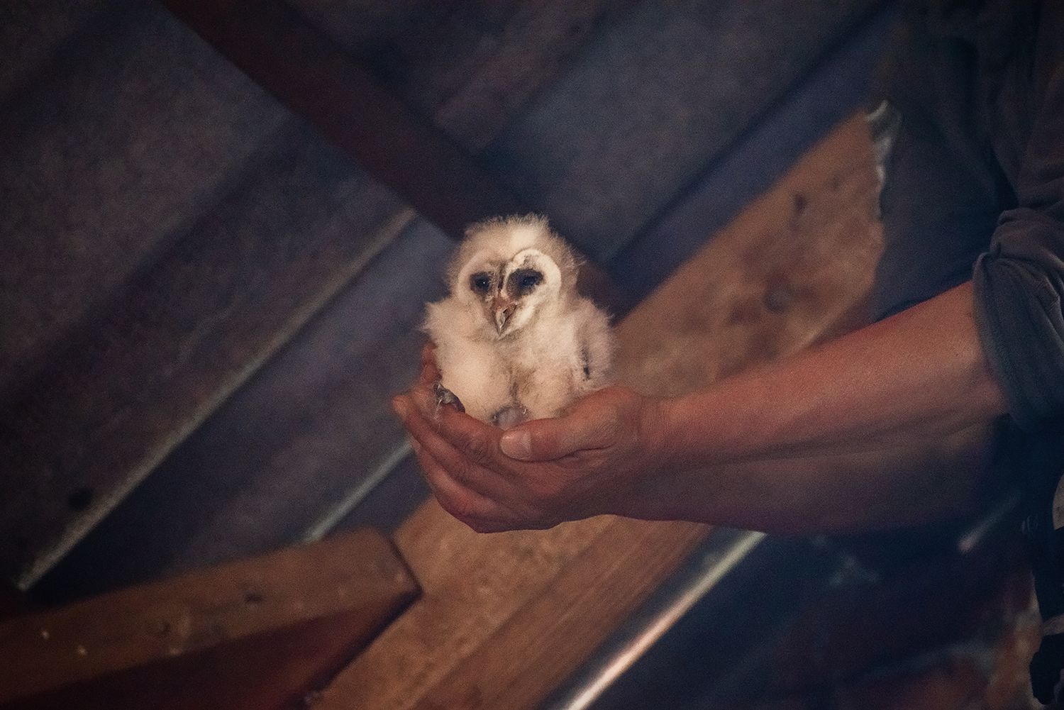 Наукова дипломатія – сови об’єднують світ
