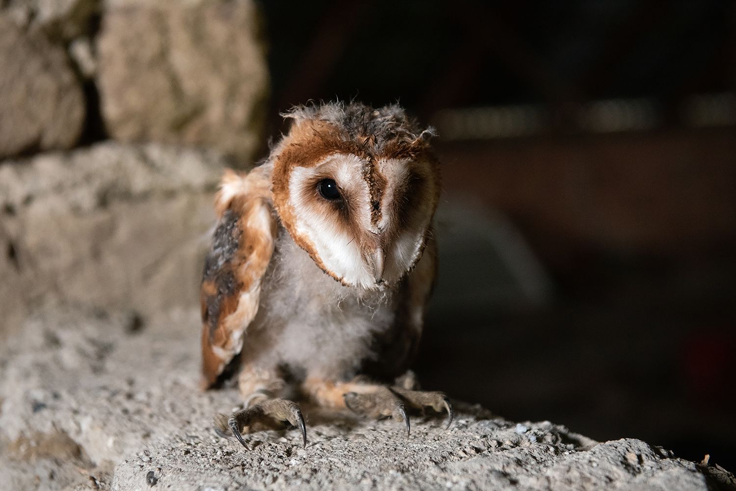 Онлайн-спостереження за сім’ями сов сипух у Закарпатті