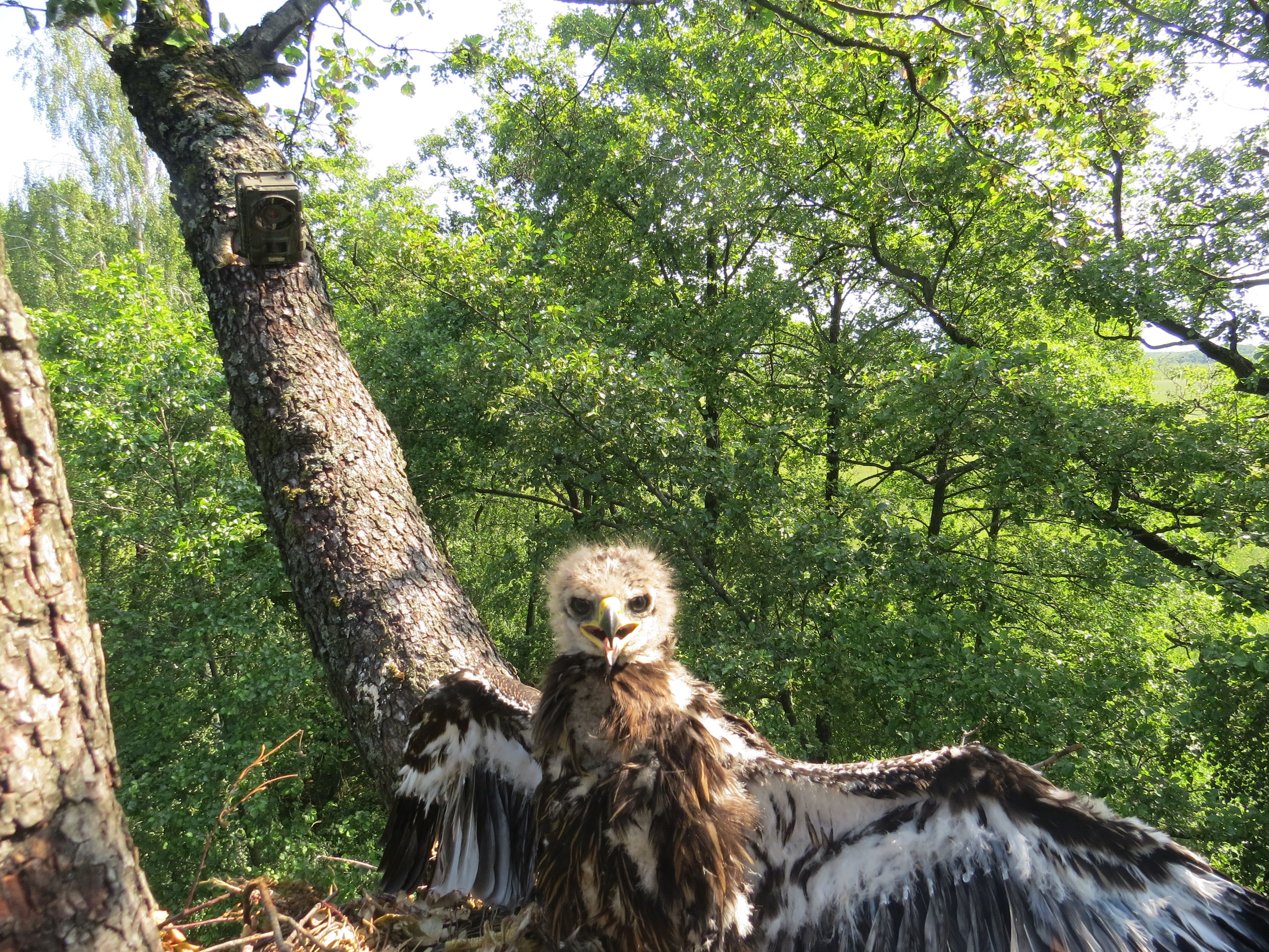 Пташеня Підорлика великого_Масив Сомине.JPG