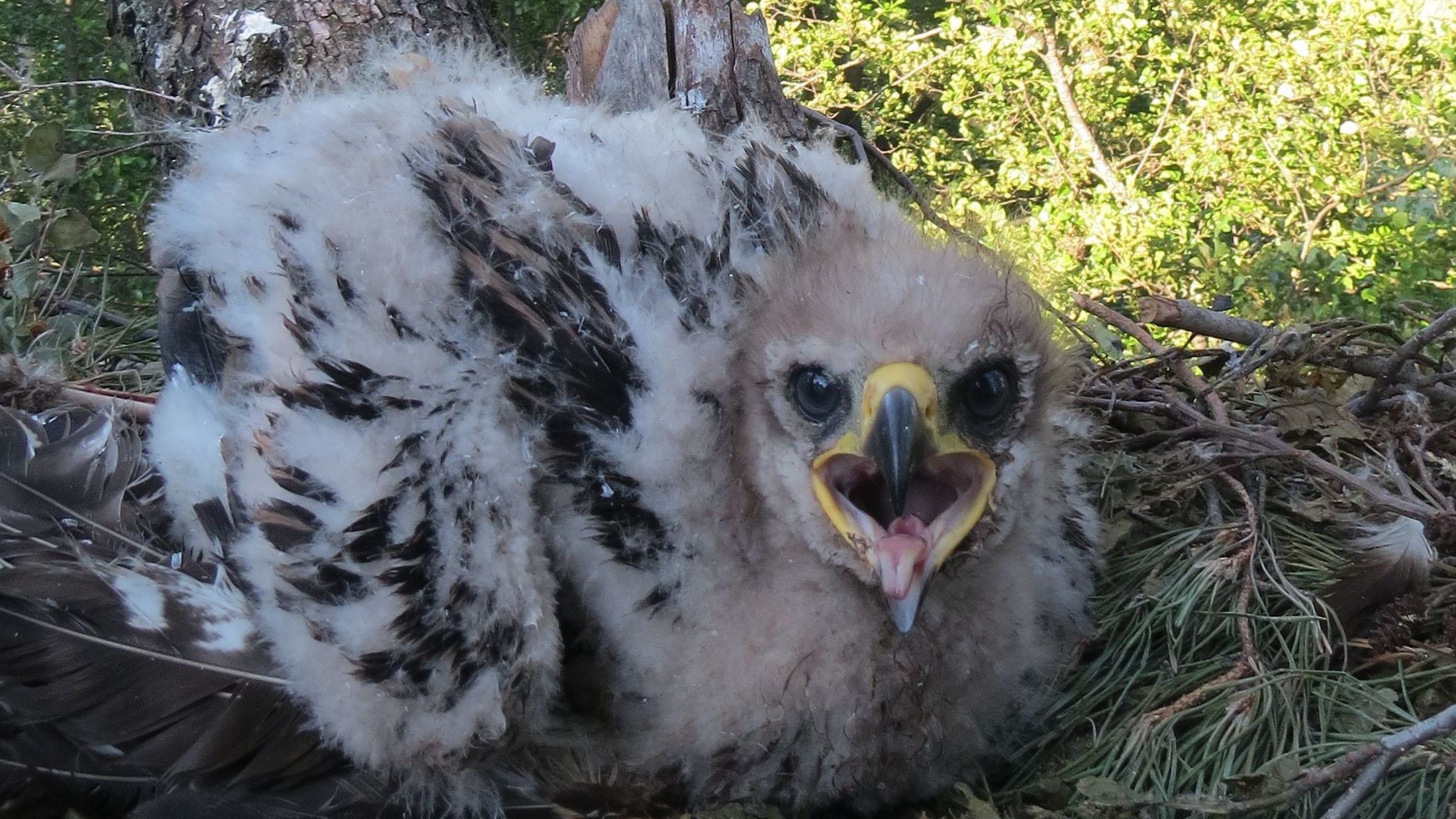Пташеня підорлика великого   камера.JPG
