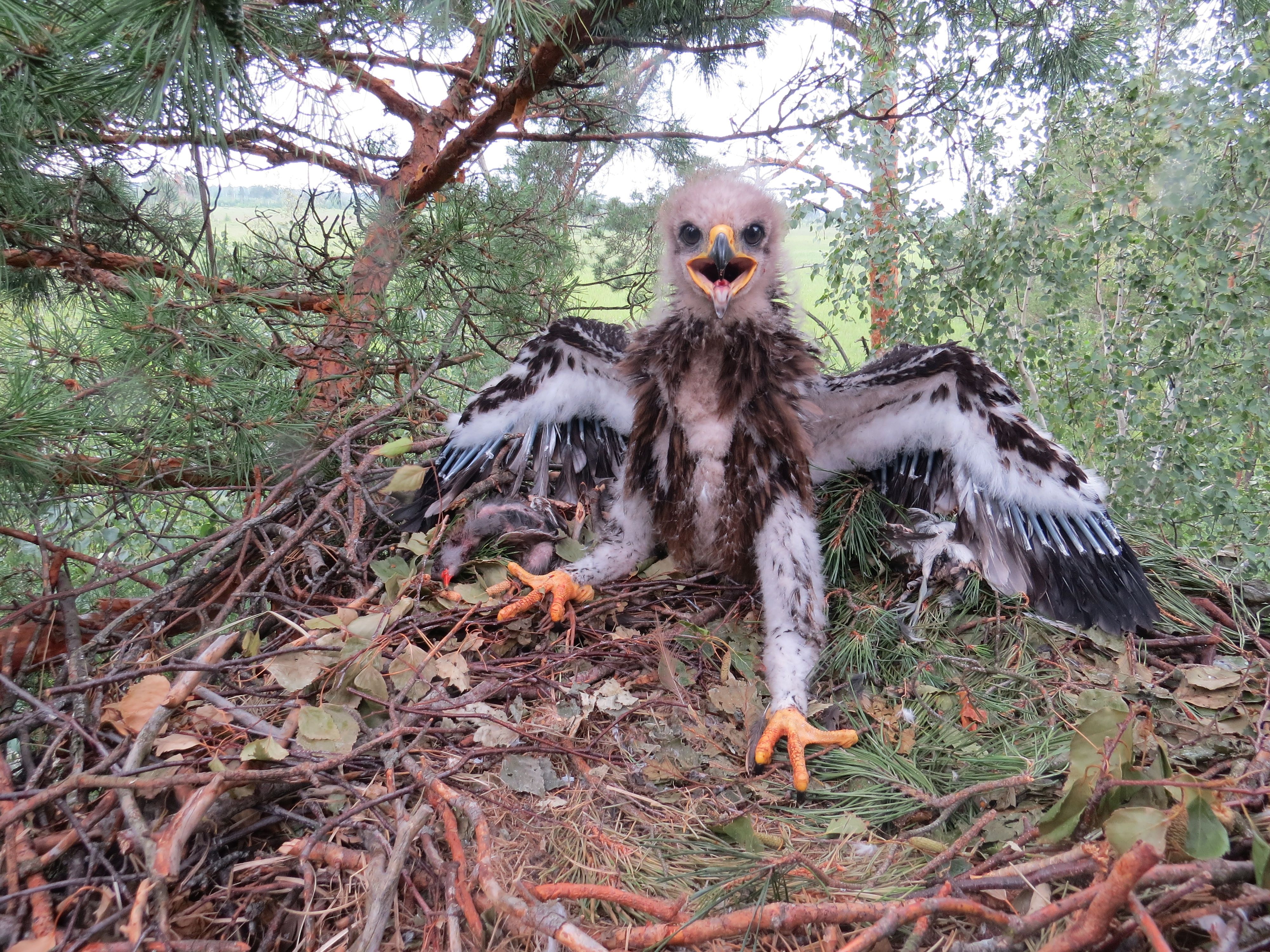 Пташеня підорлика великого_нове гніздо.JPG