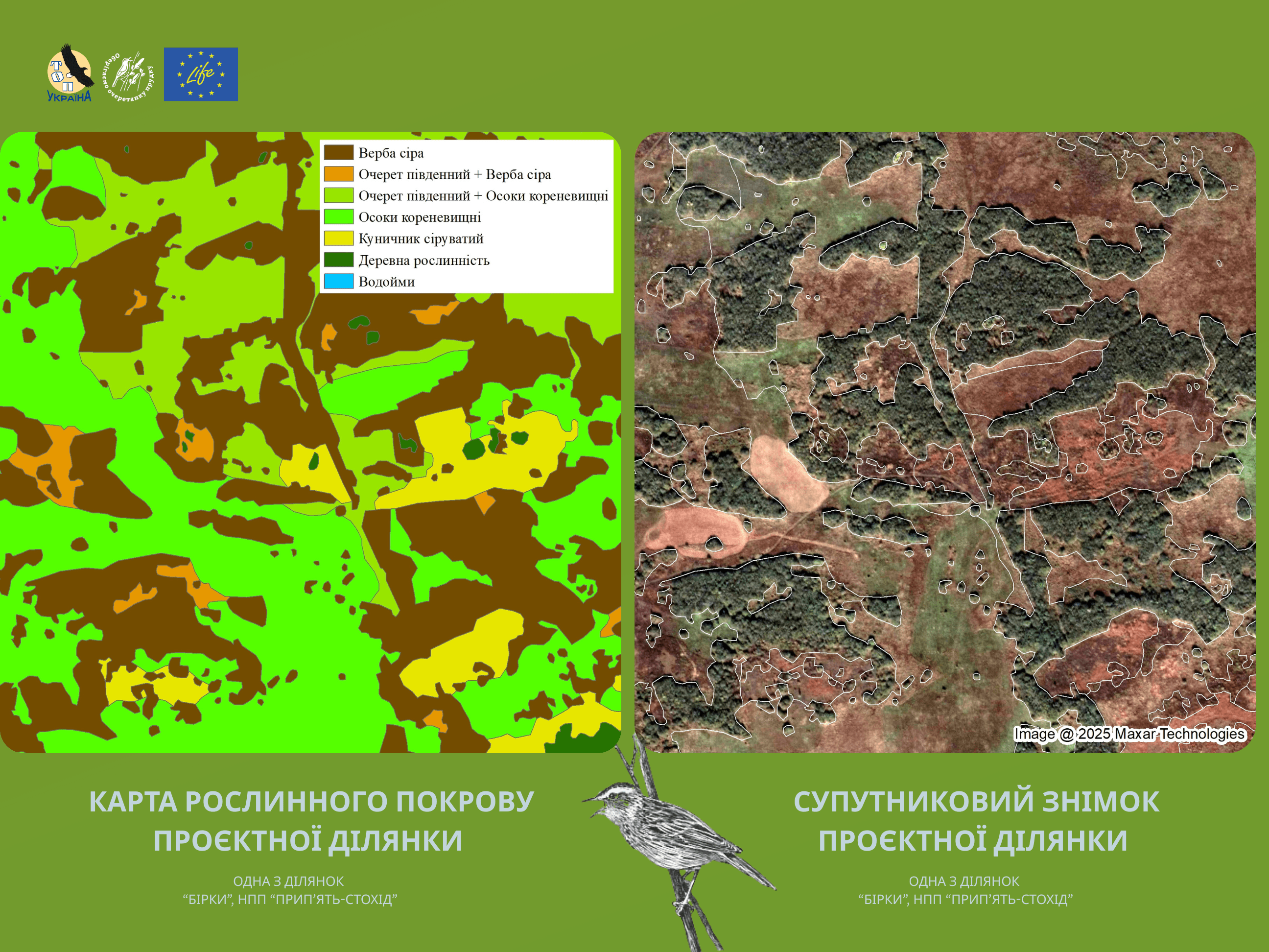 Рослинний покрив болотного масиву Бірки: Чи є де гніздитися найрідкіснішій очеретянці?