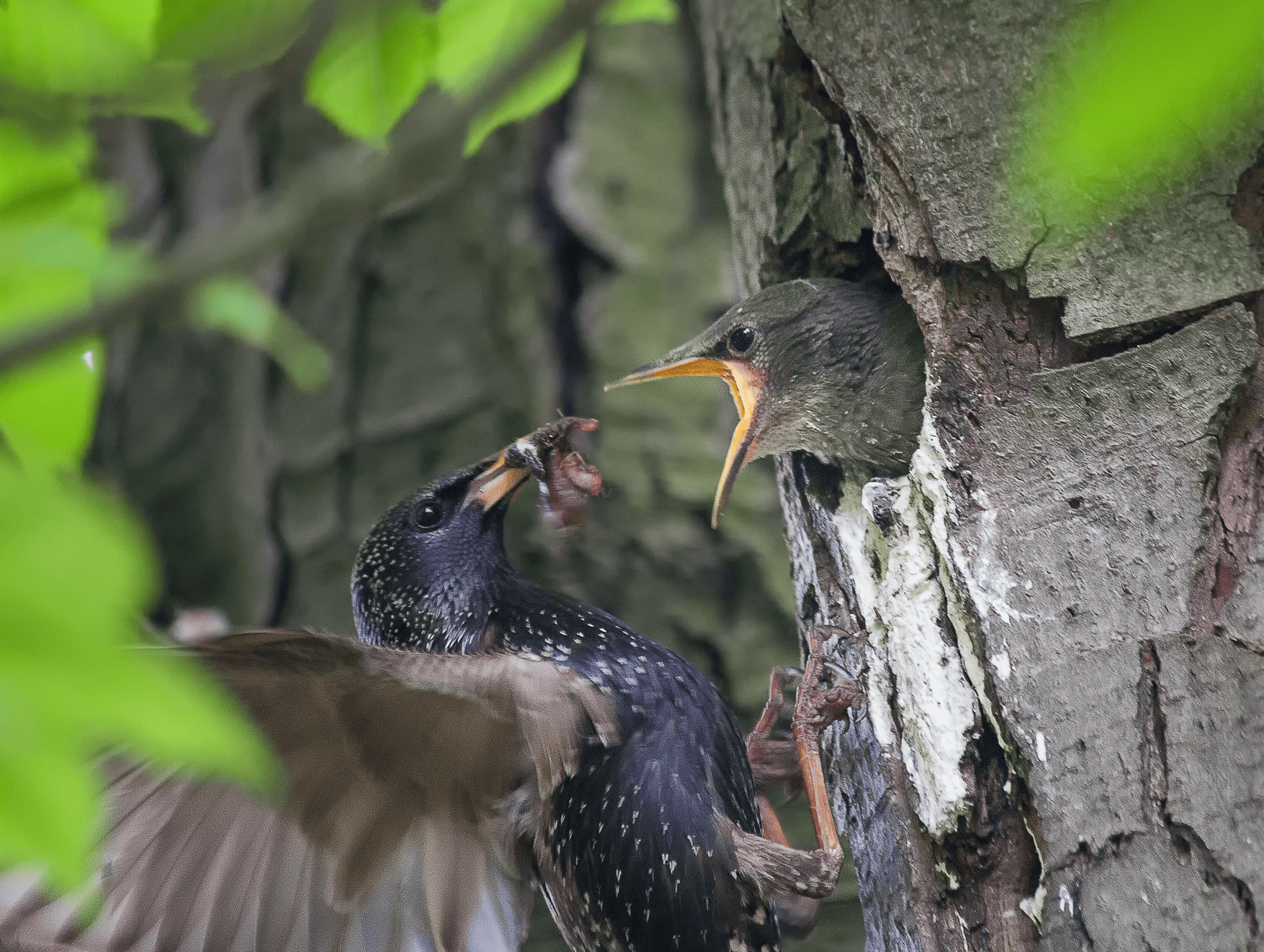 Шпаки у природному дуплі-автор Станіслав Мартінсон.png