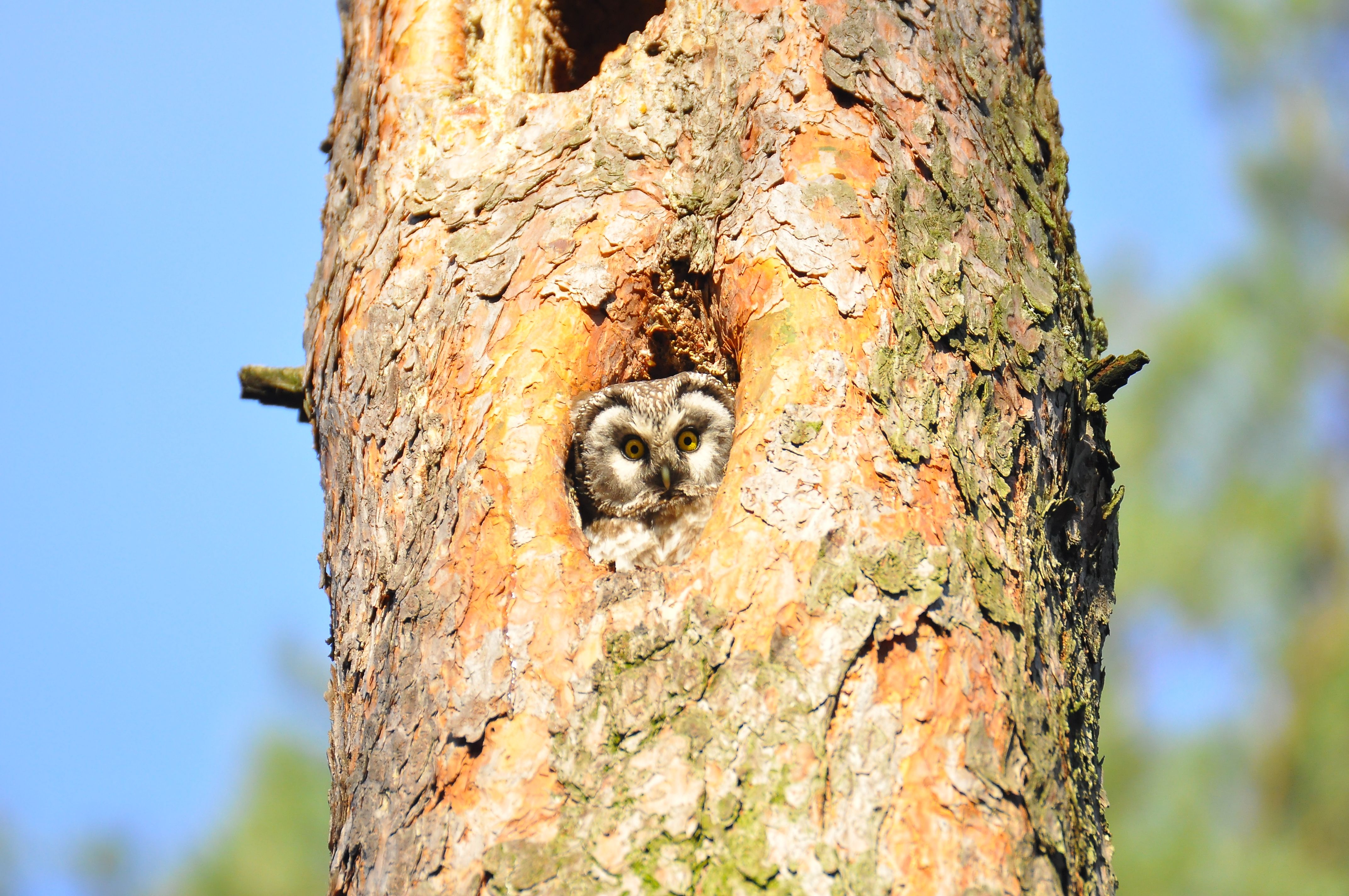 Сич волохатий - автор Юрій Кузьменко.JPG