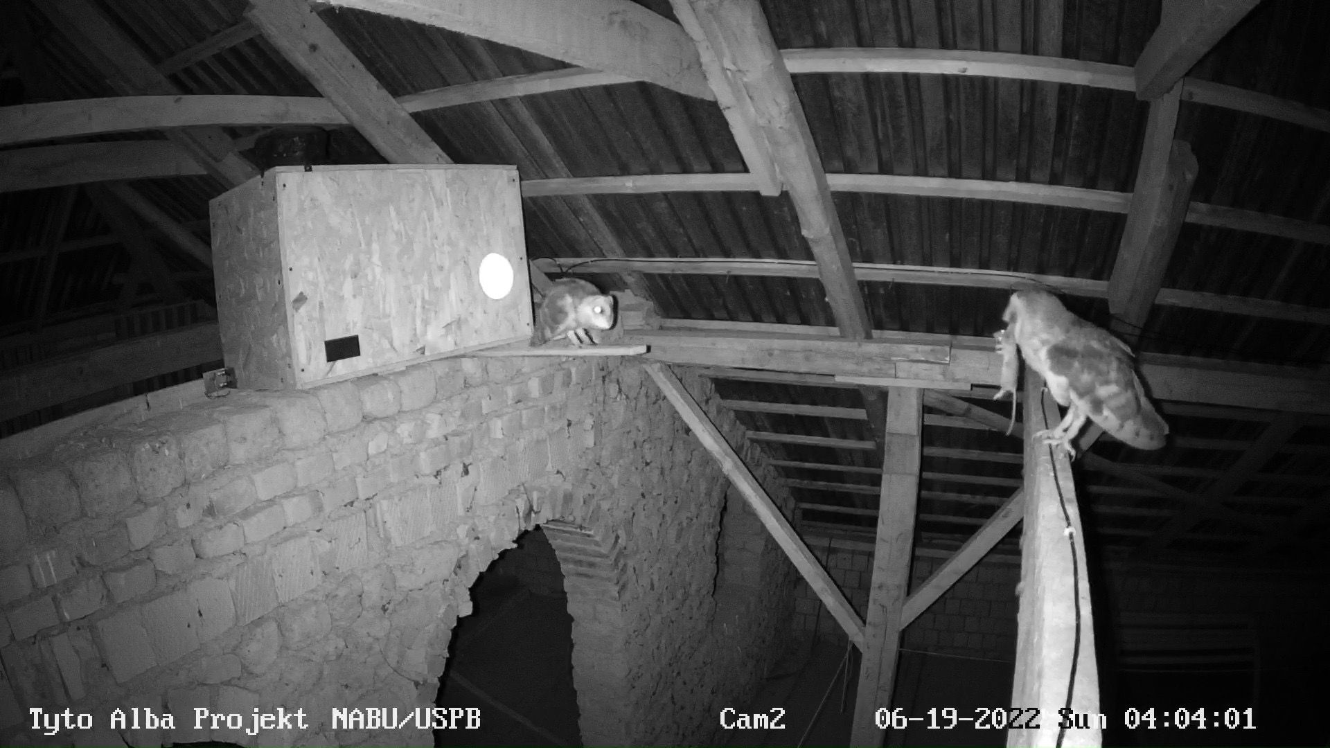 Відеоспостереження за сім’єю сипухи 2024