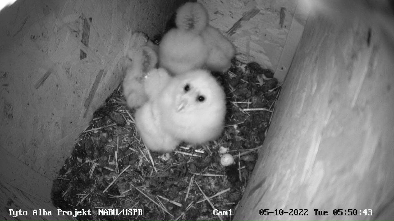 Новий сезон гніздування сипух і онлайн-трансляції спостереження за совами