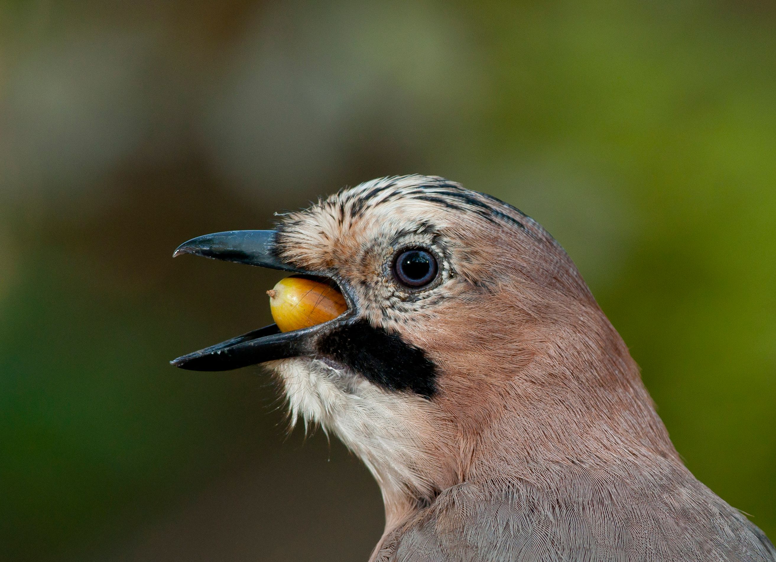 Плоди і ягоди 