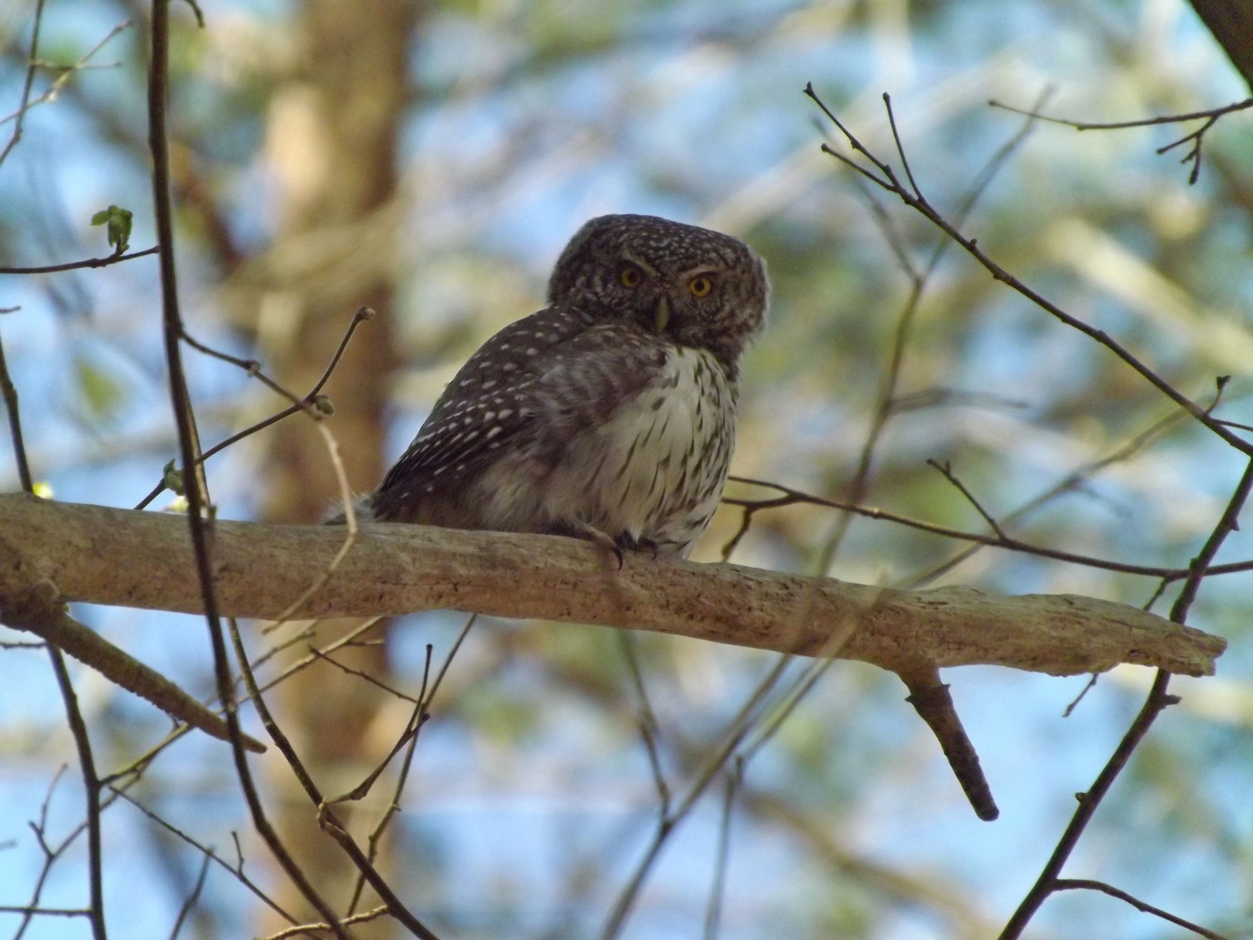 Starogutska chastyna_Andiy Miskov_1.JPG