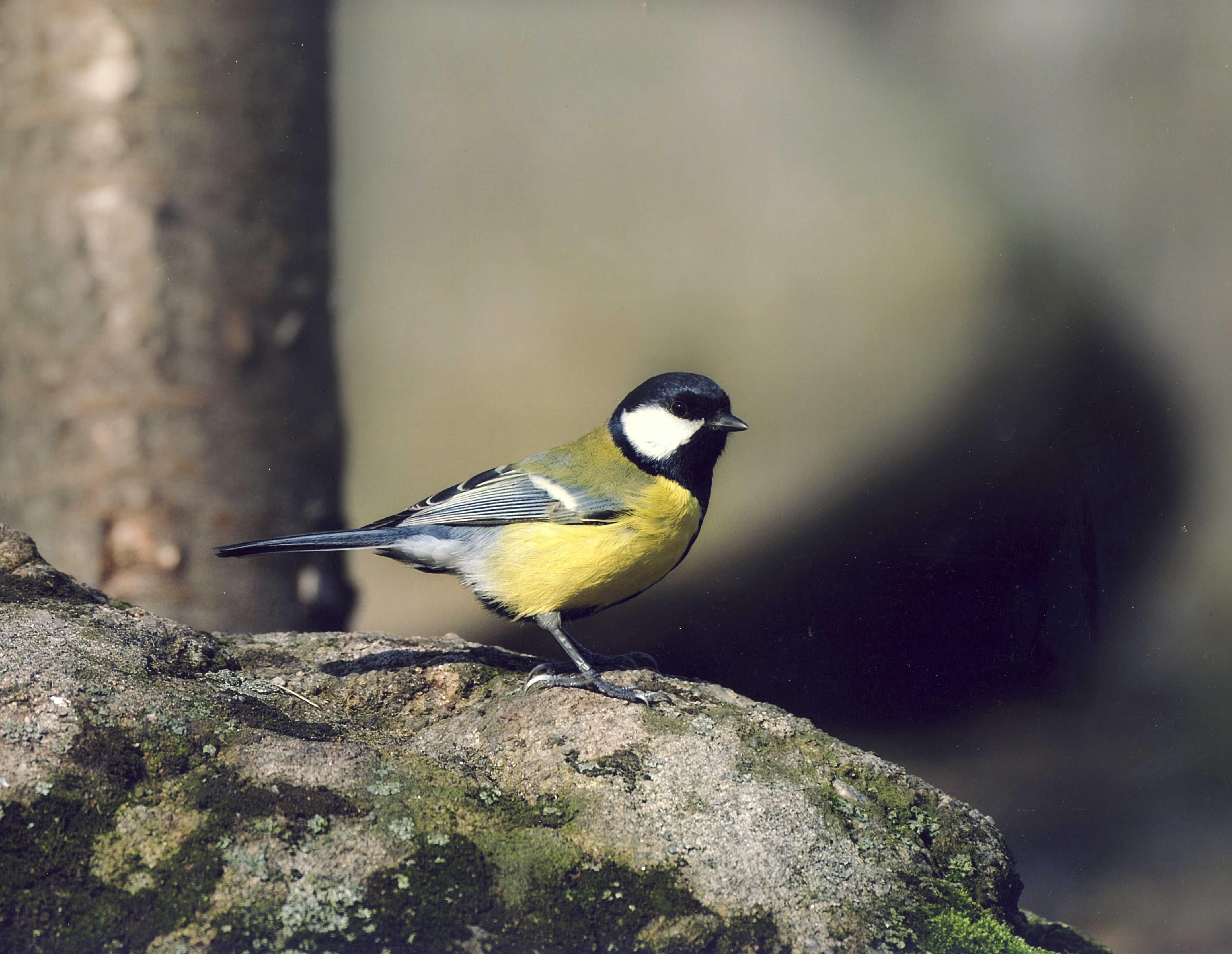 Synytsia velyka Sergiy Kantsyrenko.JPG