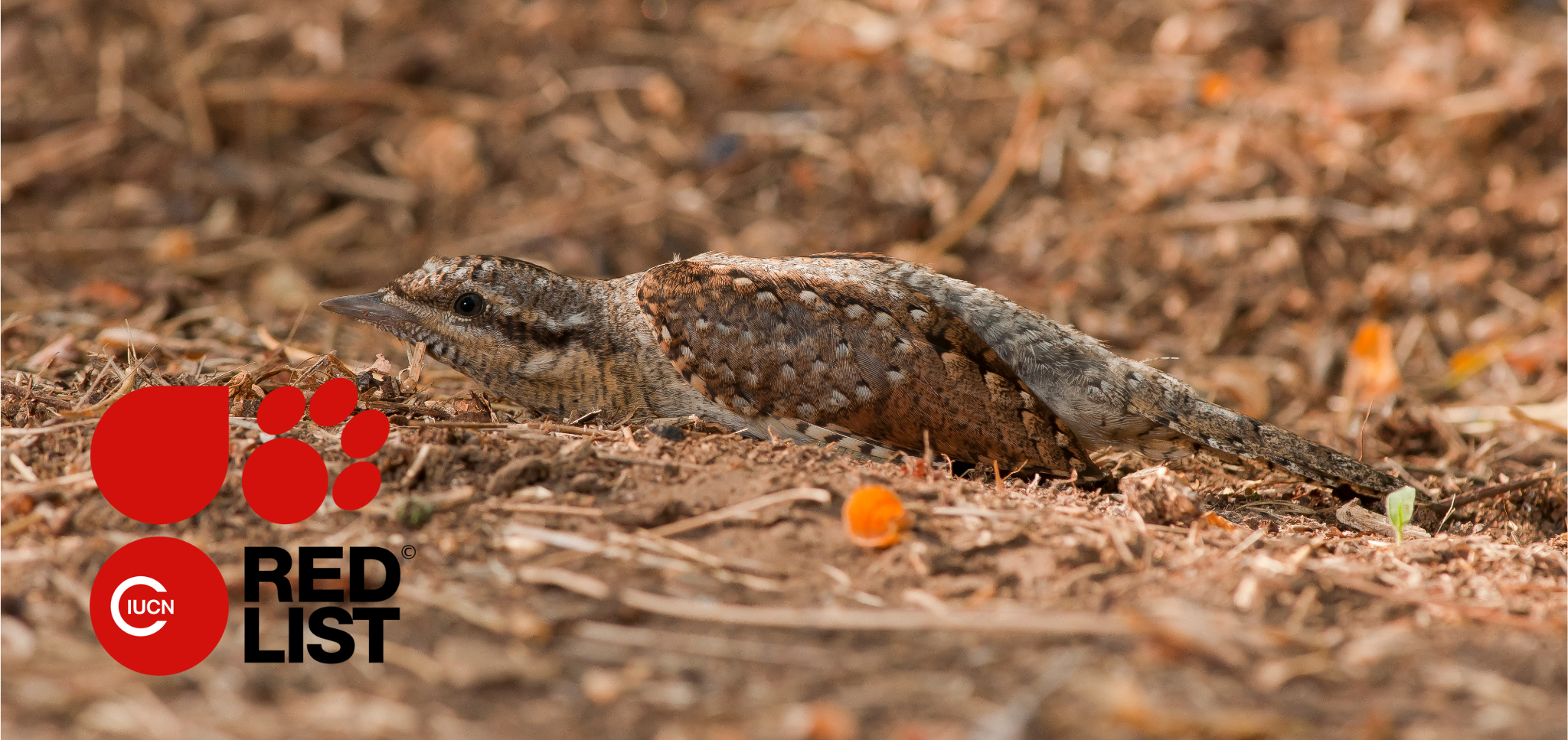 Глобально вразливі види птахів і Міжнародний червоний список
