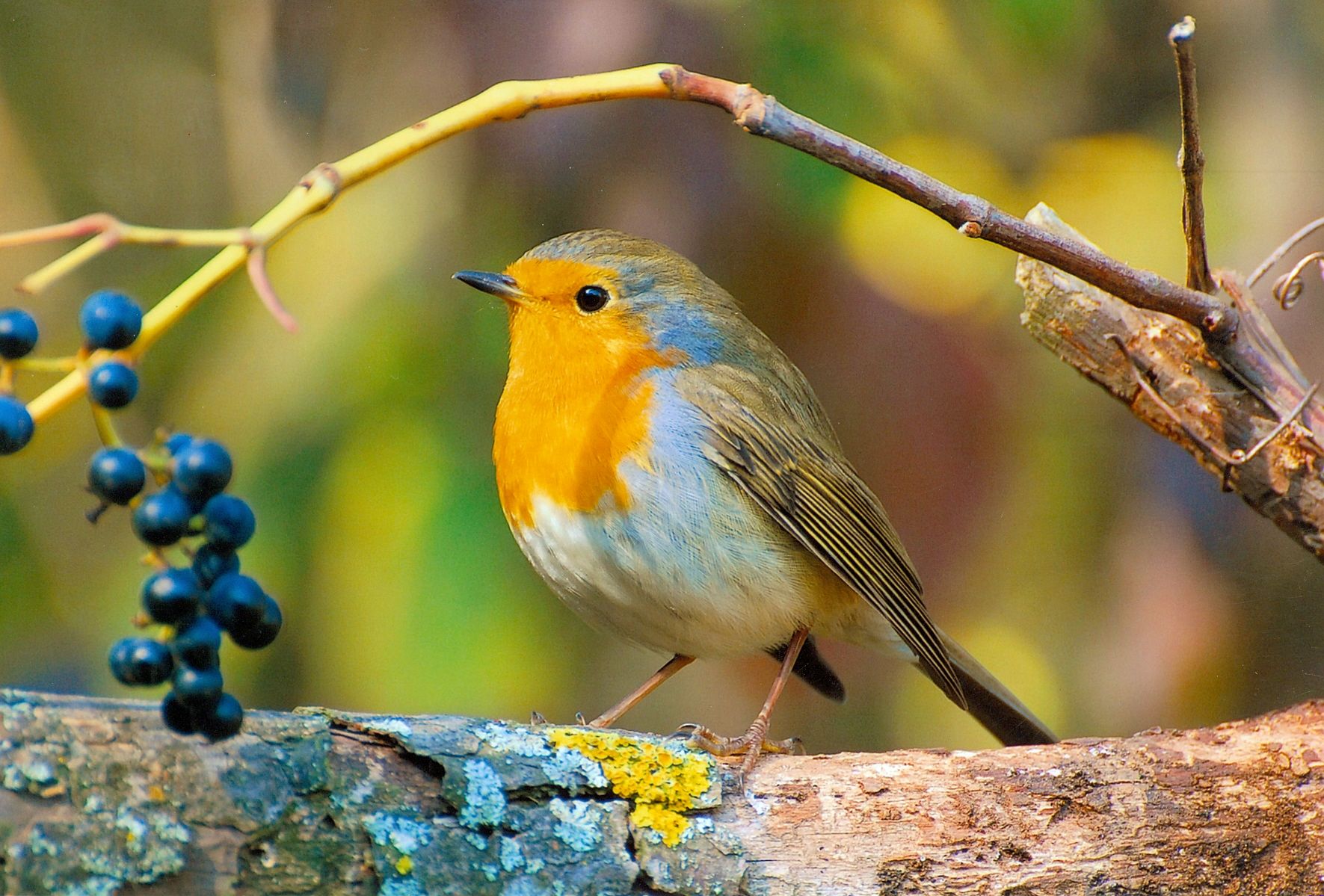 Ландшафтний дизайн для птахів
