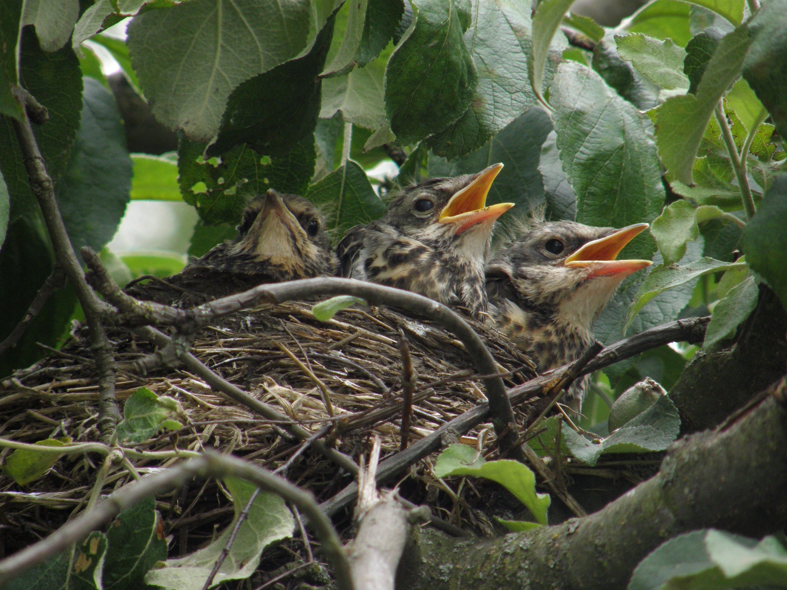 Що робити з пташеням?