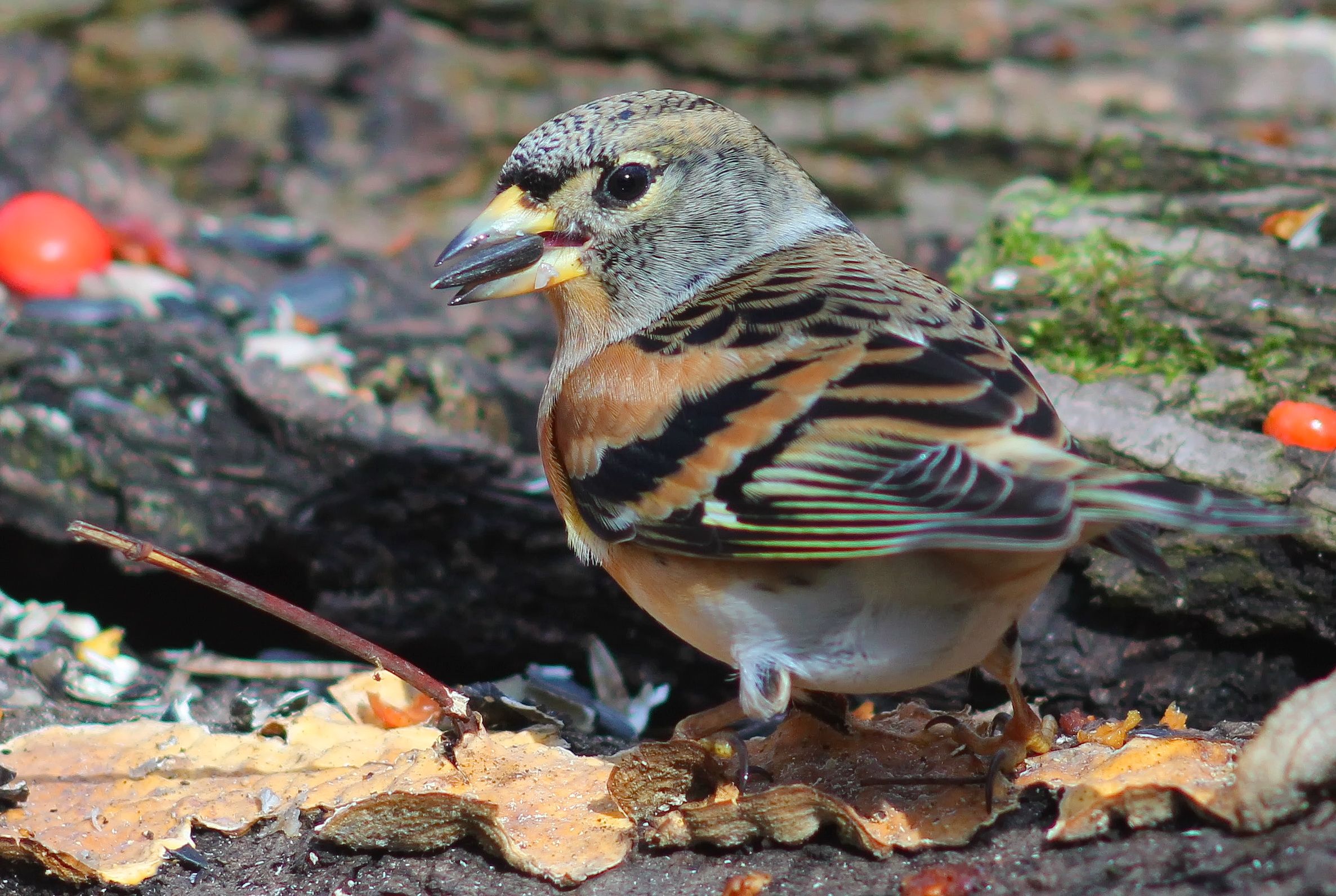 Зяблик- Віктор Севідов.JPG