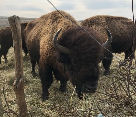 бізон.jpg