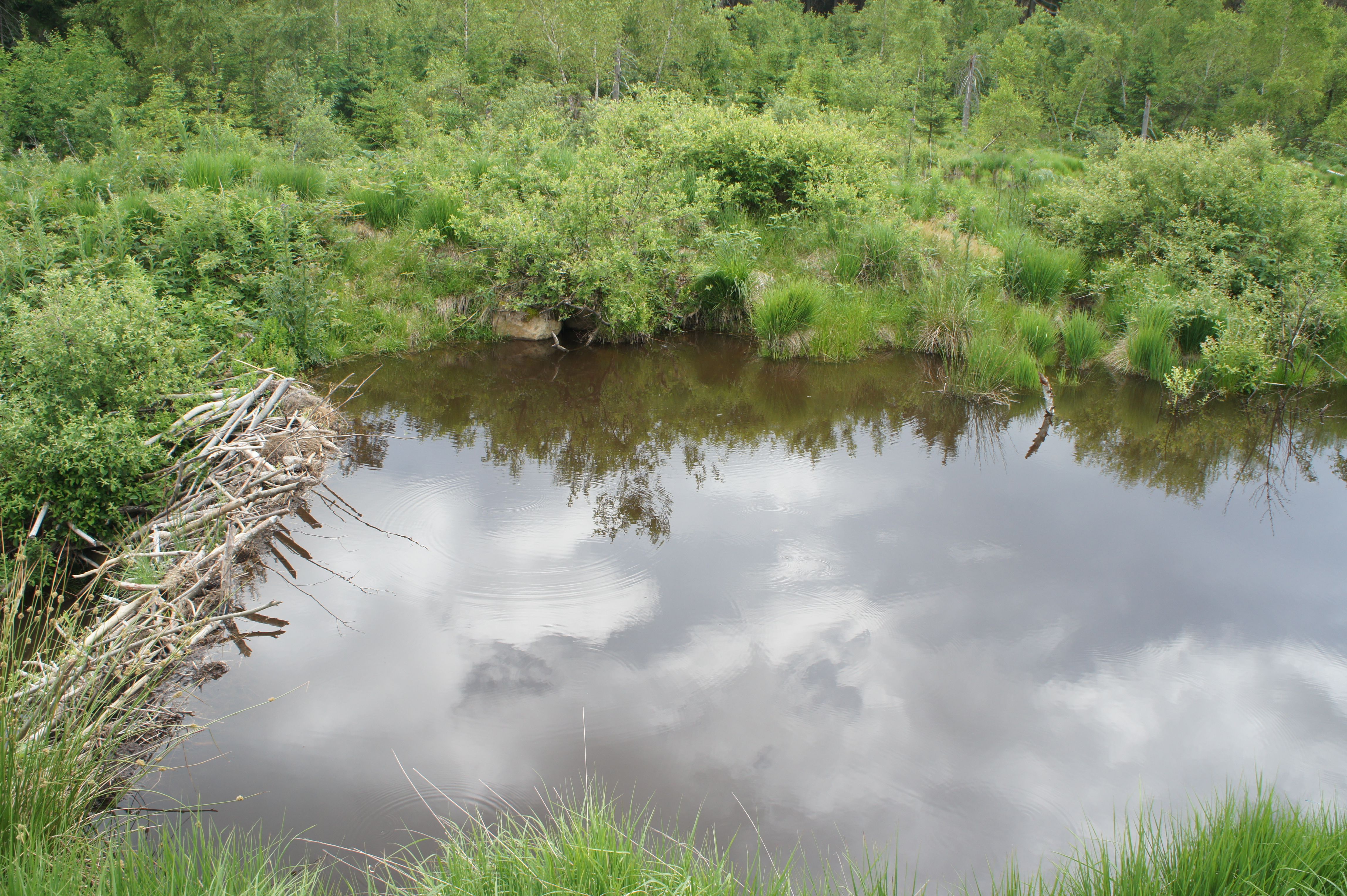 боброві загати.JPG