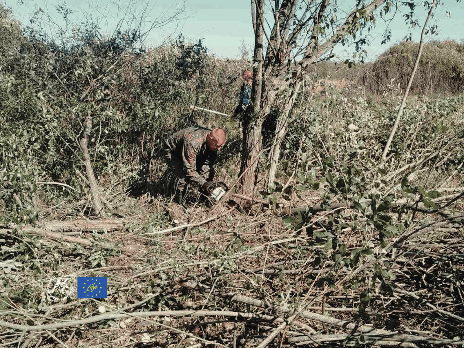 Розчистка осокового болота для підтримання його життя