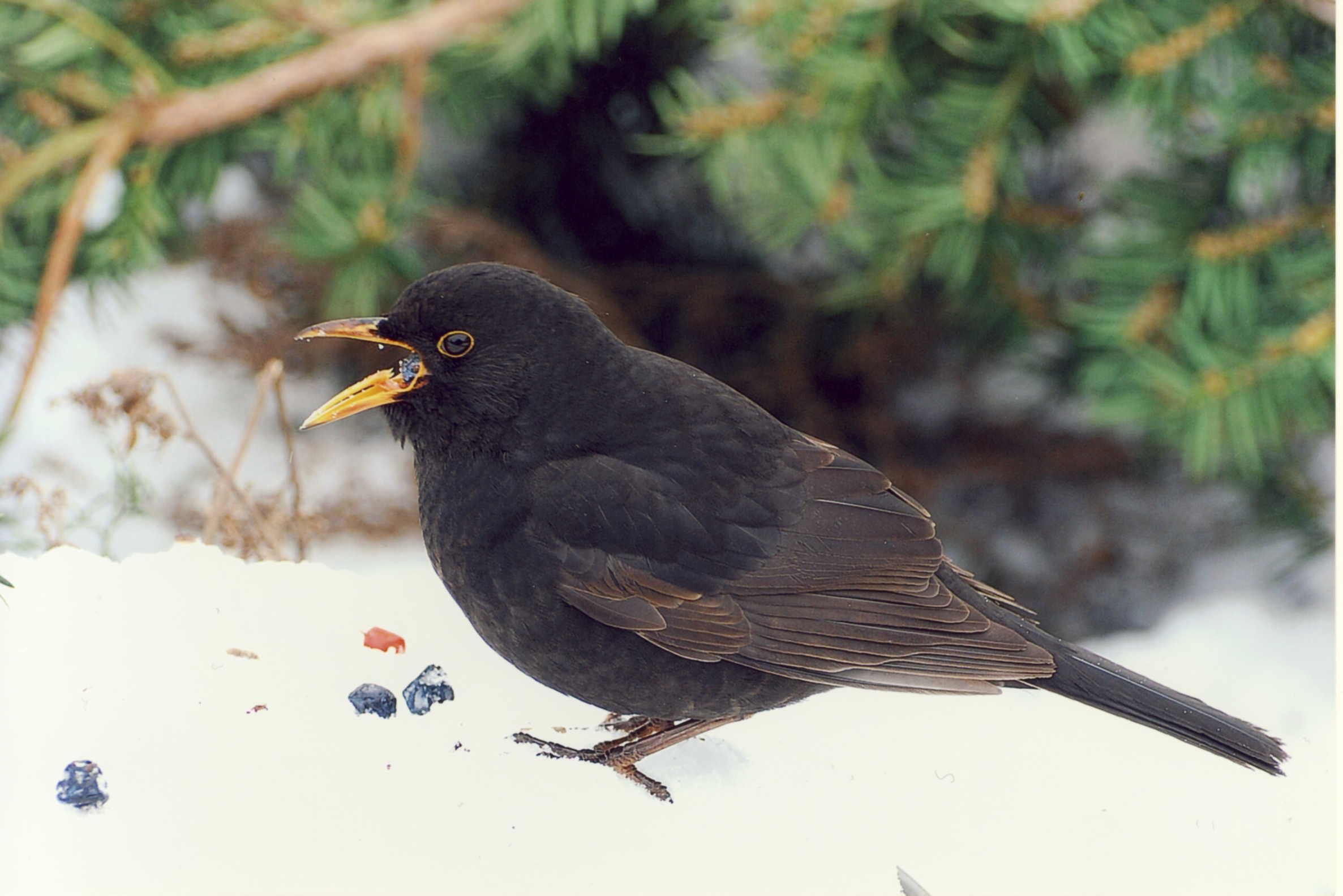 drizd chorny_Arkhipov Oleksandr.JPG