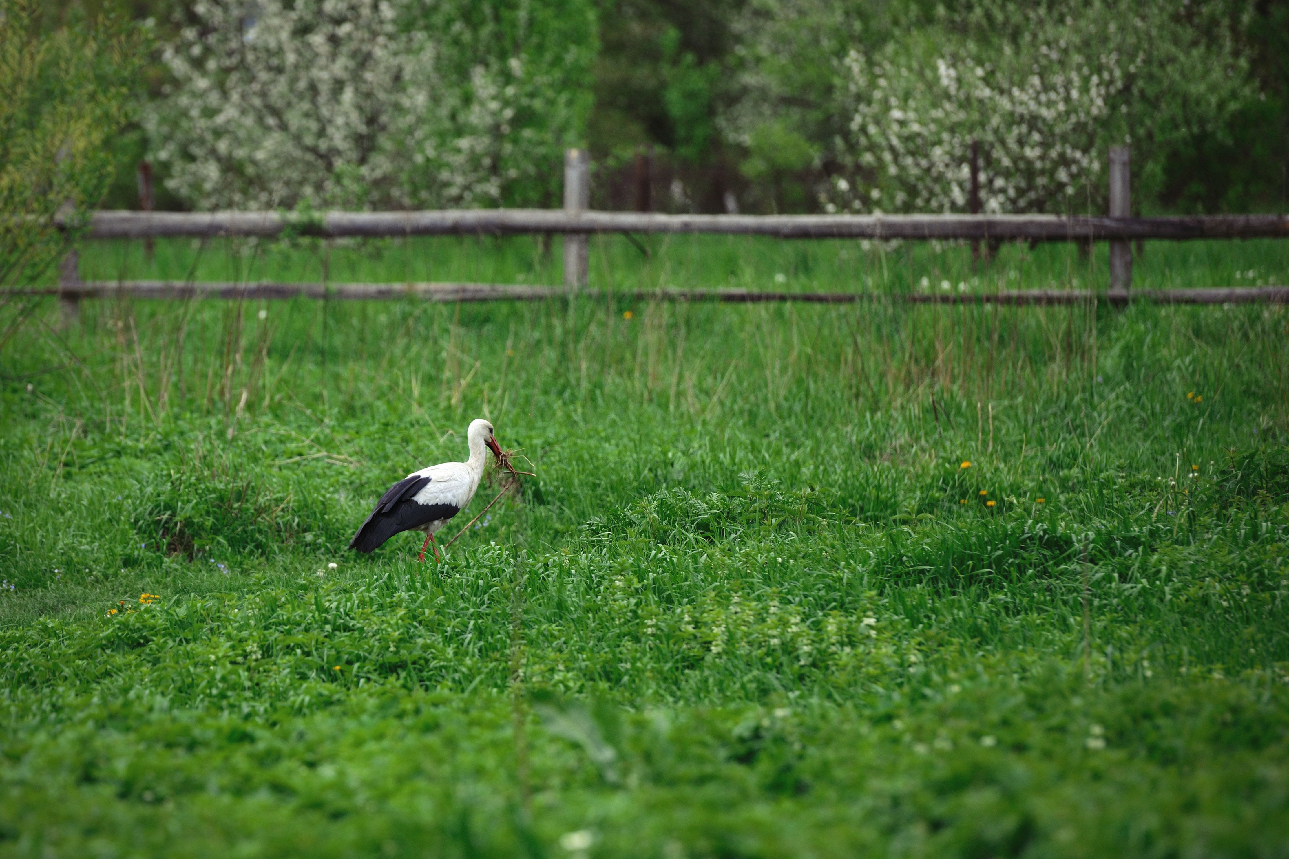 Порахуємо лелек! Шукаємо волонтерів Міжнародного обліку 