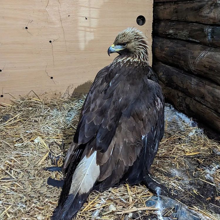 Новий невтішний випадок зустрічі беркута з передавачем в Україні