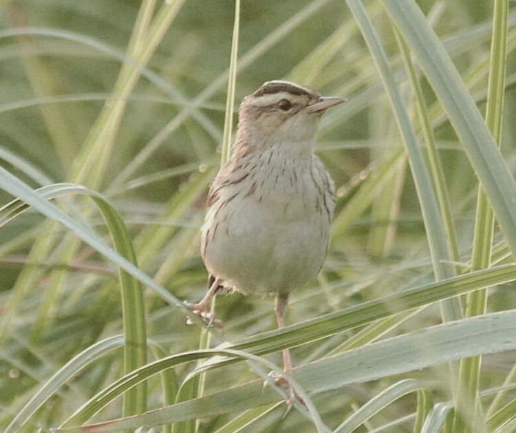 Моніторинг очеретянки прудкої на території НПП «Прип’ять-Стохід»