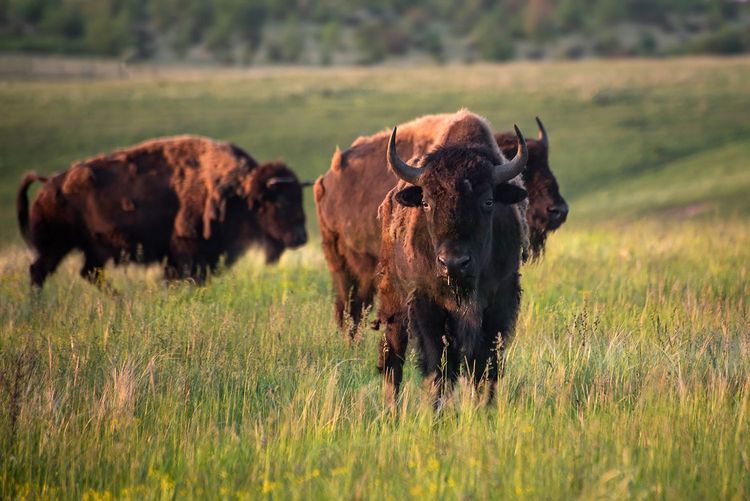 Новий етап проєкту в природному заповіднику «Єланецький степ» 