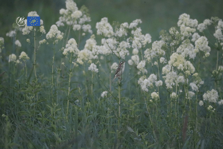 Другий моніторинг очеретянки прудкої на болотному масиві «Бірки»