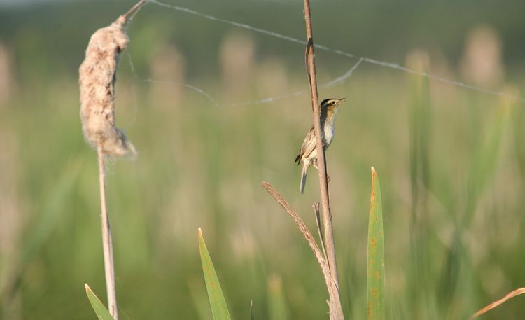 Ми оберігаємо очеретянку прудку 