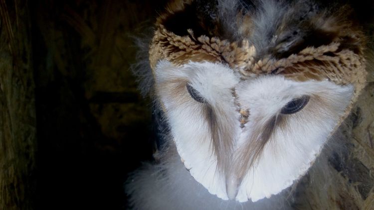 Моніторинг штучних гніздівель для сипухи в Закарпатті