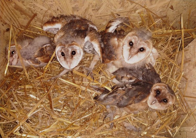 Українське товариство охорони птахів